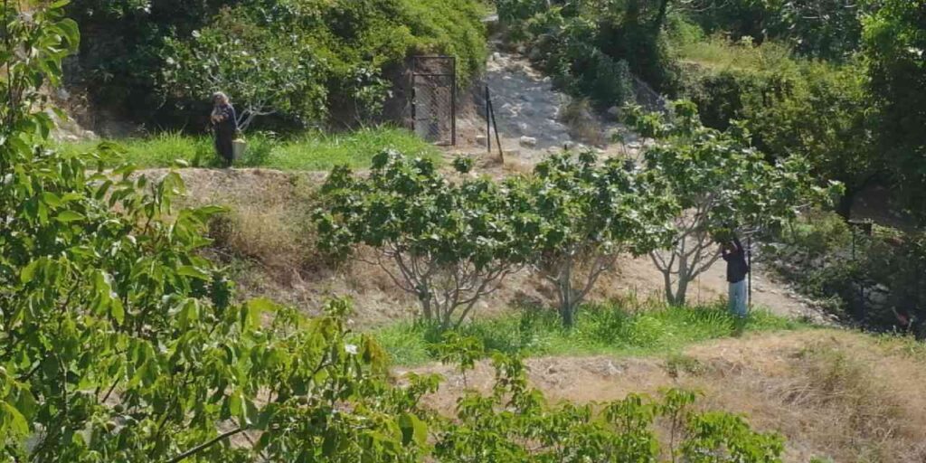 mersinde hasadi suruyor 10 bin ton rekolte bekleniyor e3YfvxVS