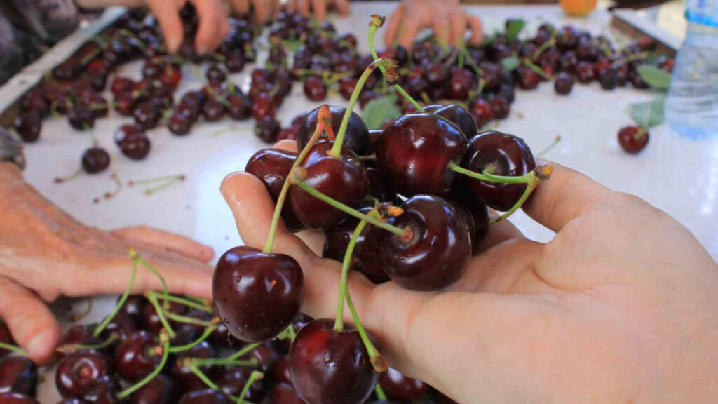 meyve sebze ihracatcisi urun eksikligi ve dovizle bogusuyor 3mvcVf4x