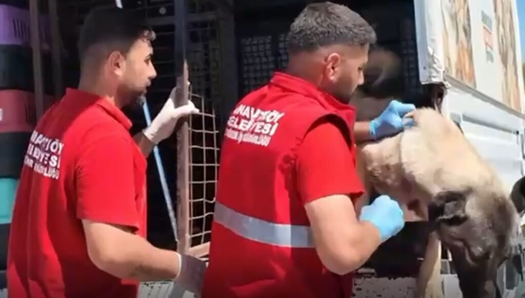 valilik yazi gondermistisahipsiz hayvanlar toplanmaya baslandi hhwJTz41