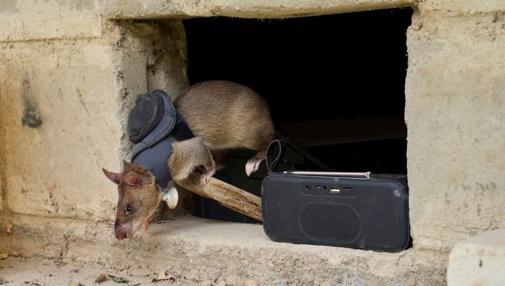 depremden mayin tarlasina kahraman sican ordusu hayat kurtariyor fCziLe21