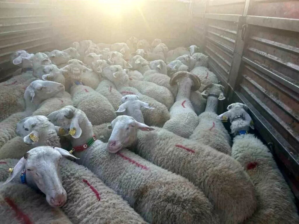 kirklarelinde kacak hayvan ceza DDdkm1Ri