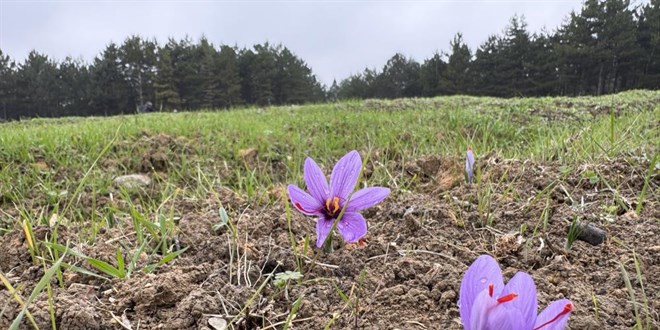 dunyanin en pahali baharati kilogrami 600 bin liradan satilacak vYPnM73d.jpg