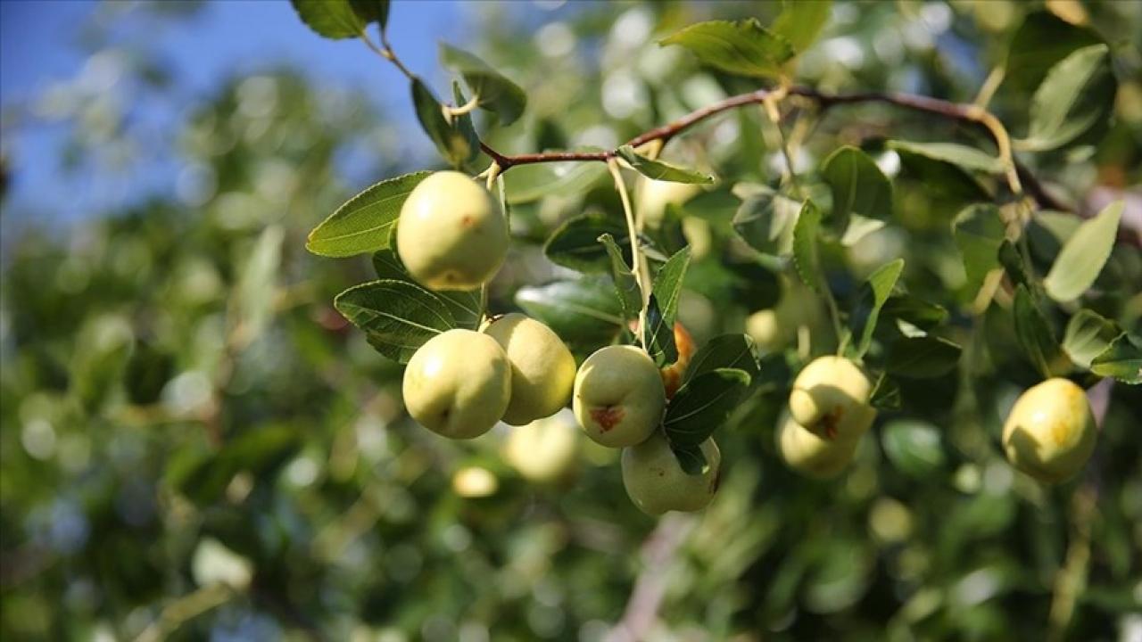 edirnede ciftciler kucuk arazilerini yuksek gelirli hunnap uretimiyle degerlendiriyor ZQBR4NvO.jpg