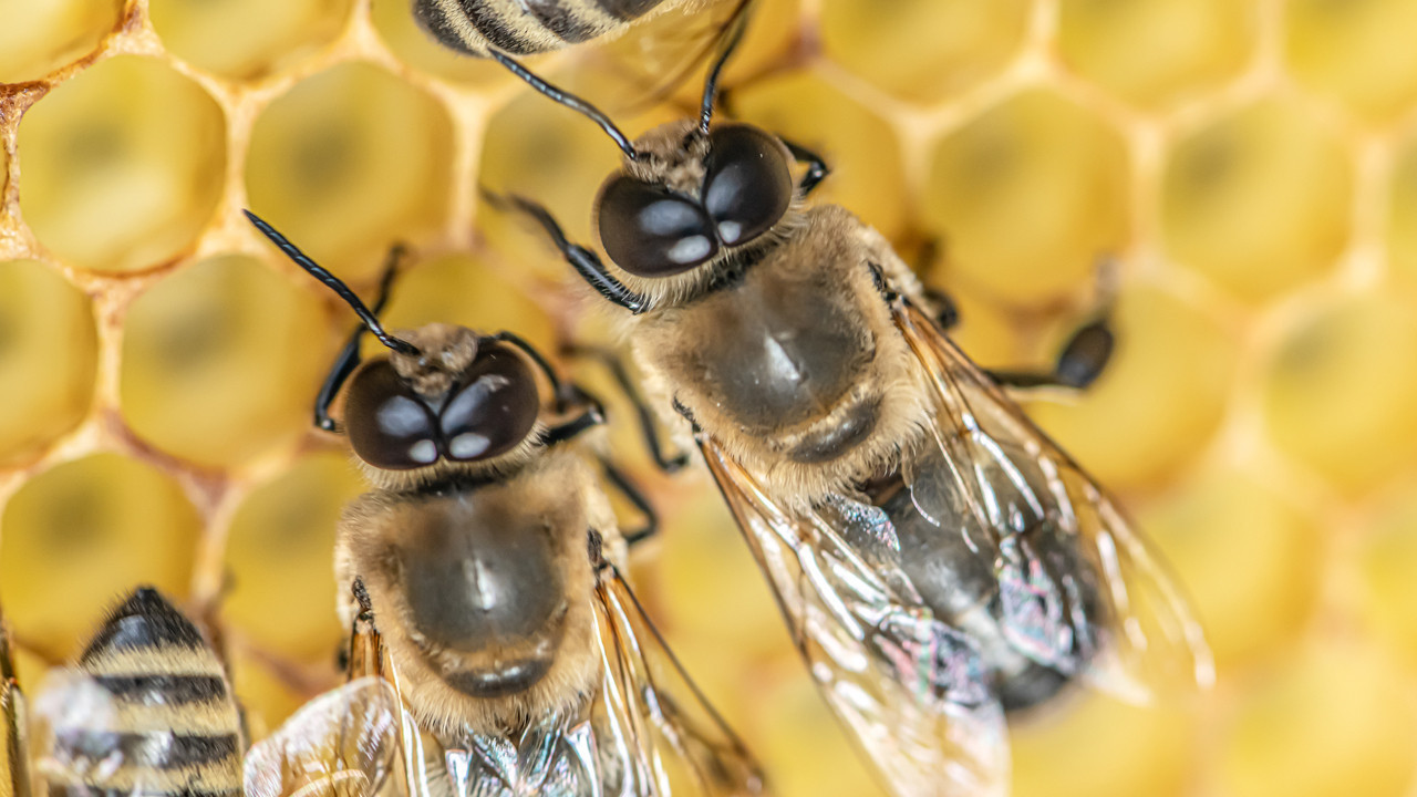 erkek arilar ciftlesme sirasinda neden patlayarak oluyor etEjCXqs.jpg